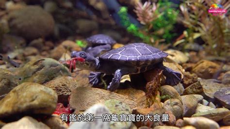 蛇龜|臺北市立動物園